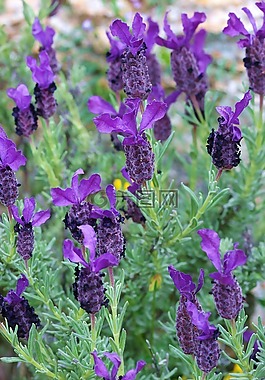 熏衣草,花,性質(zhì)