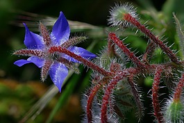 琉璃苣,花,性质