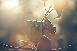 葉子,秋,秋天