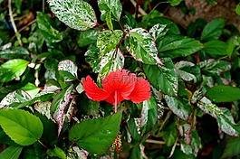 粉紅色的花,玫瑰,ro