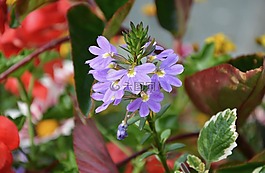 插花,國(guó)家,鮮花