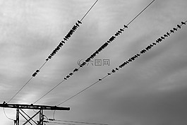 電源線,鳥,天空