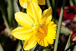 水仙 pseudonarcissus,喇叭水仙,ostergloeckchen