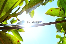 樹,陽光,森林