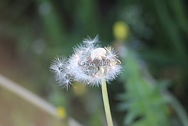 風,春天,鮮花