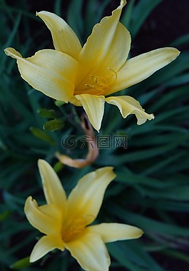 花卉,黃色,鮮花