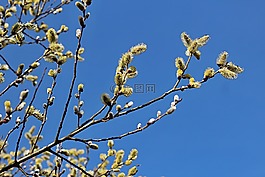 猫,春天,碧落