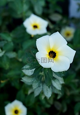 白花,花卉,寧靜