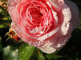 玫瑰,玫瑰花,開花