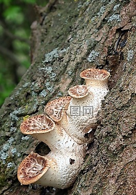 蘑菇,毒菌,有毒