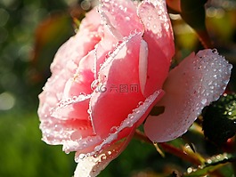 玫瑰,玫瑰花,開花