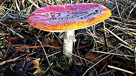 蘑菇,秋季,圓點(diǎn)