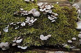 蘑菇,樹真菌,苔