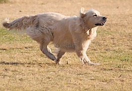 狗,金毛尋回犬,運行