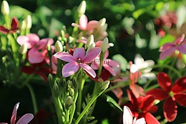花,粉紅色,紅