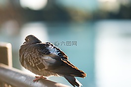 動物,鳥,鴿子