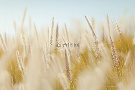 小麦,植物,原野