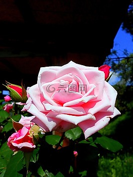 羅莎,玫瑰,花