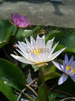 荷葉,蓮花,水廠