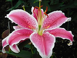 百合,花,粉紅色