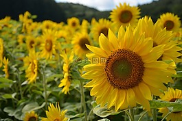 向日葵,北海道,夏季
