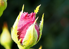 芽,開花,玫瑰