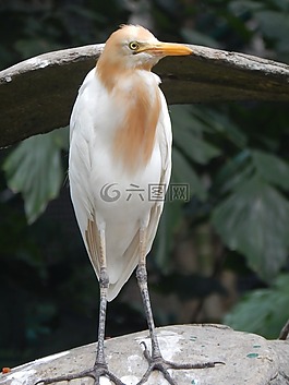 鳥,節(jié)約,白