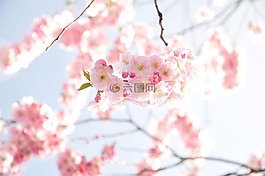 鮮花,開花,春