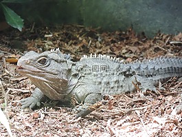 蜥蜴,爬行動物,新西蘭