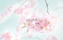 鮮花,開(kāi)花,春