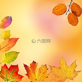 秋季,葉子,豐富多彩