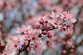 血梅,春天,太陽(yáng)