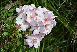 鮮花,粉色,芽