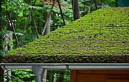 屋頂,磚,苔