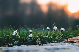 植物,雏菊,白