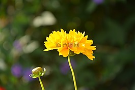 花,黃色,太陽(yáng)