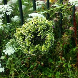 雜草,性質(zhì),植物
