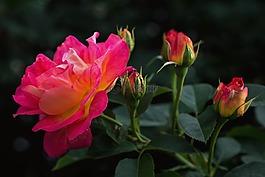 性質(zhì),鮮花,玫瑰