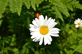 自然,植物區(qū)系,花