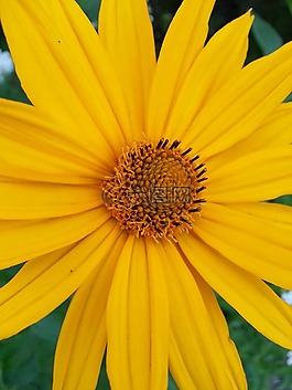 花卉,黃色,花瓣