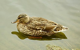 鴨,水,野生動物