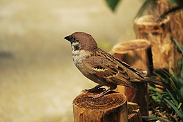 鳥,大自然,野生動物
