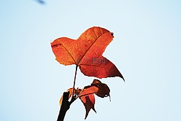 大自然,葉子,秋季