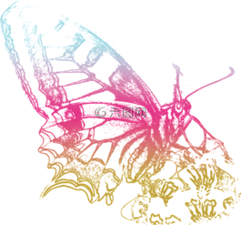 bug,蝴蝶,金蔥粉