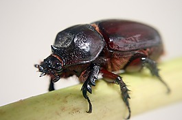 昆蟲,甲殼蟲,宏