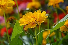黃色的花,花園固體,國家