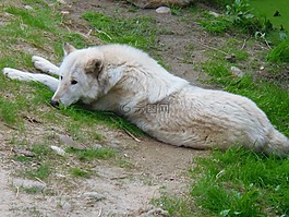狼,動物,休息