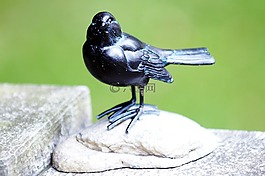烏鴉,鐵,鳥