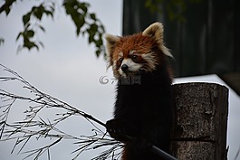 小熊貓,日本,動物園