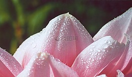 嬌琴紗,露水,粉紅色